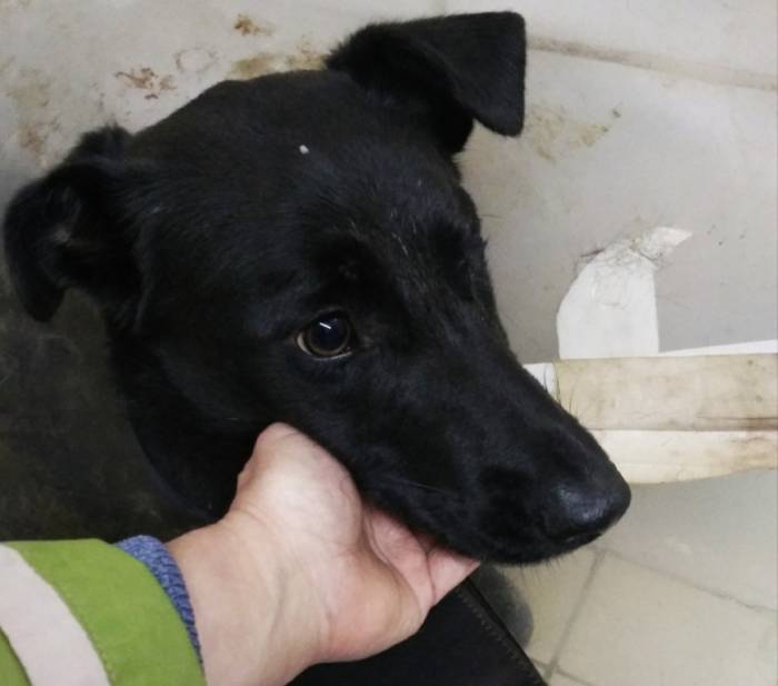 Одноглазой собаке из Орши, которую лечили в витебском приюте, нашли дом