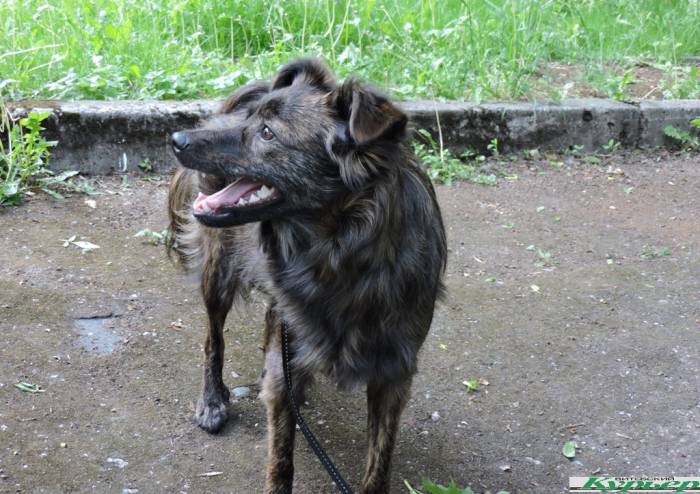 Жительница Витебска взяла из городского приюта двух прекрасных собак. «Никогда в жизни больше не куплю породистое животное»