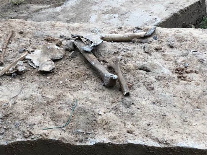 В Орше на детской площадке нашли чьи-то кости, предположительно - человеческие. Ведется следственная проверка