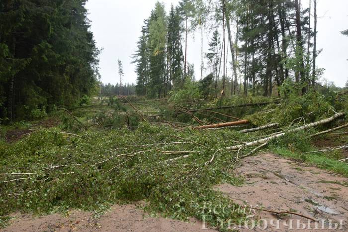 Буря в Глубоком громила заборы, деревья и даже частные дома