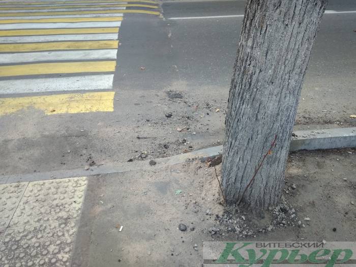 Сделали остановку с тактильной плиткой, но зачем-то замуровали деревья в асфальт на улице Ильинского в Витебске