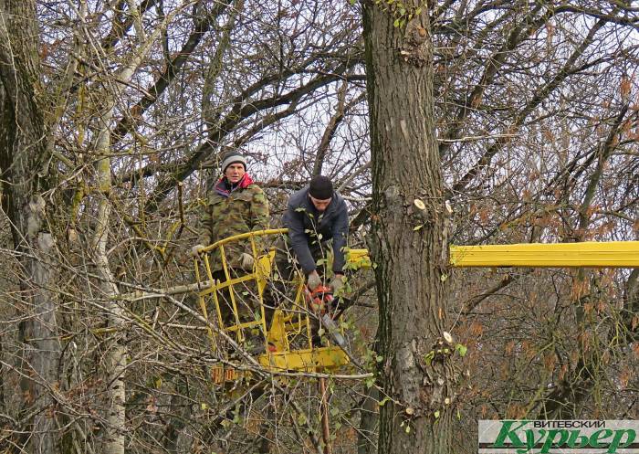 В парке Фрунзе в Витебске пилят старые деревья. Узнали почему