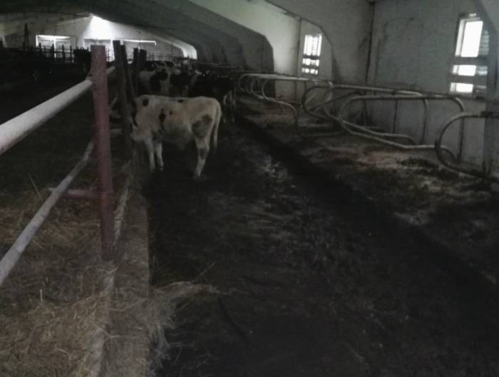 Коровы измазаны в фекалии, их кормят замерзшим силосом. КГК неожиданно для себя нашел нарушения в животноводстве Витебщины