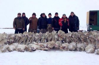 Охотники на волков