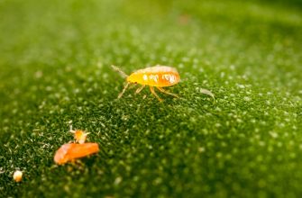 Клещи Витебск