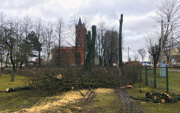 Липы у школы в Витебске порубили. Они не вписались в проект
