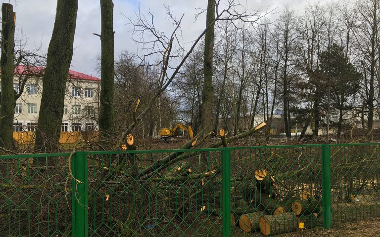 Липы у школы в Витебске порубили. Они не вписались в проект
