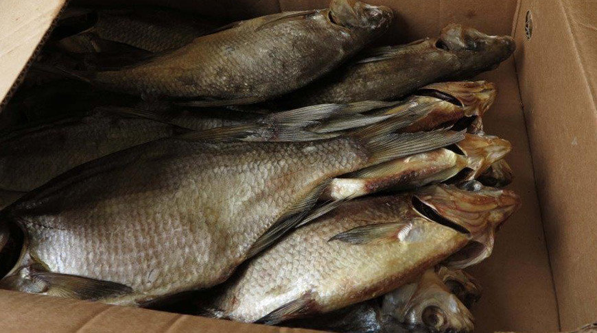 Через Витебскую таможню из России пытались ввезти опасную рыбную продукцию