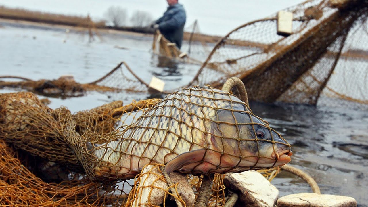 12 уголовных дел возбудили на браконьеров в Витебской области в текущем году