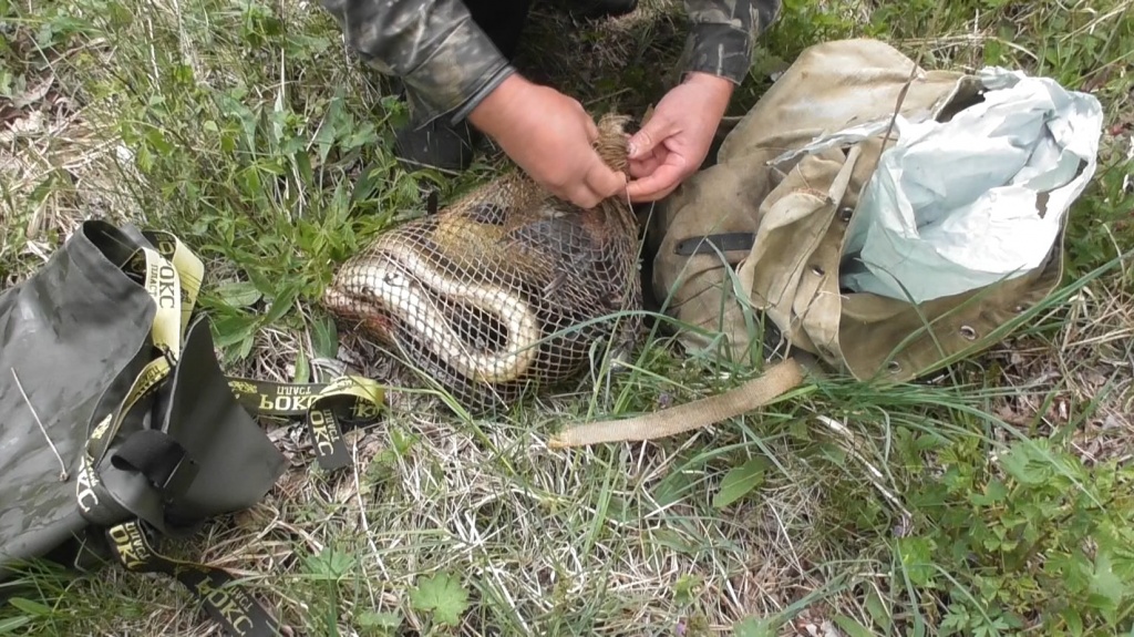 За прошлую неделю выявлено 18 случаев браконьерства в Беларуси