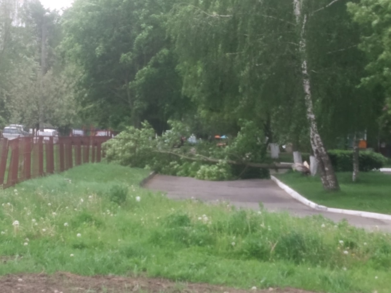 Вчера ветер валил деревья и срывал вывески в Витебске — фото