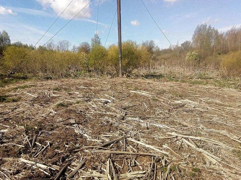 Работники филиала «Полоцкие электрические сети» ведут активную борьбу с борщевиком Сосновского