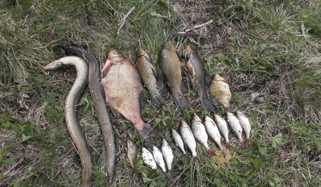 За прошлую неделю выявлено 18 случаев браконьерства в Беларуси